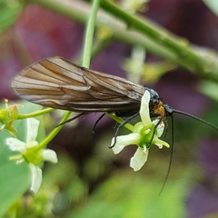 Oligotricha striata