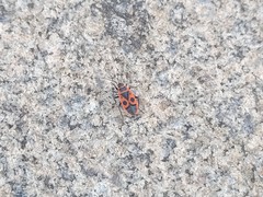Pyrrhocoris apterus