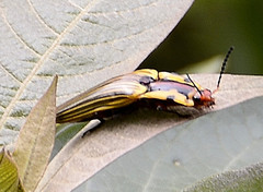 Semiotus imperialis