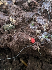 Trombidium