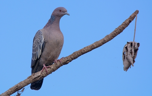 Picazuro Pigeon