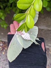 Actias aliena aliena