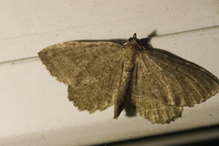 Philereme vetulata