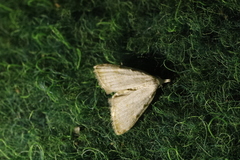 Nola aerugula