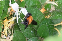Bombus opulentus