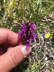 Dactylorhiza incarnata cruenta