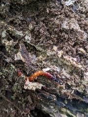 Tenebrio molitor