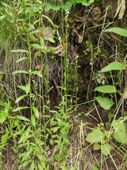 Arabis sagittata borealis