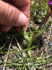 Dactylorhiza incarnata cruenta