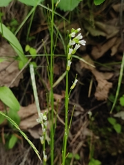 Arabis sagittata borealis
