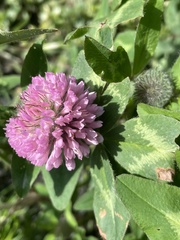 Trifolium pratense