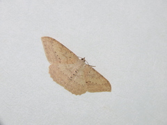 Luxiaria emphatica