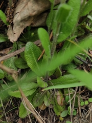 Arabis sagittata borealis