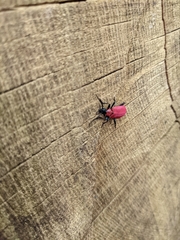 Pyrochroa coccinea