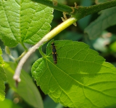 Trypherus frisoni