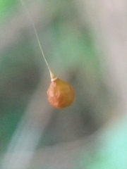 Theridiosoma