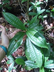 Miconia prasina