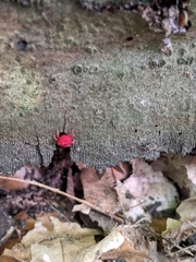 Trombidium