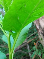 Theridiosoma