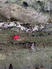 Trombidium