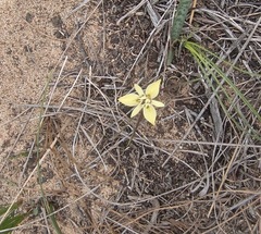 Moraea tricolor