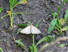 Hypena proboscidalis