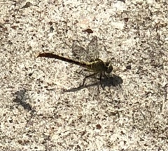 Arigomphus submedianus