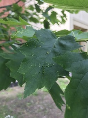 Eriophyes torminalis