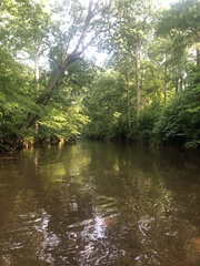Lepomis gibbosus × cyanellus