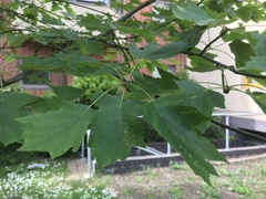 Eriophyes torminalis