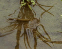 Glandirana rugosa