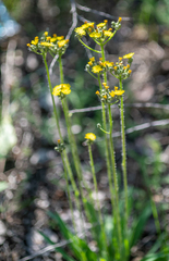 Pilosella novosibirskensis