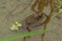 Glandirana rugosa