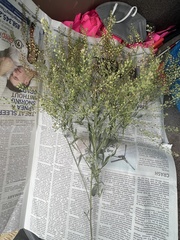 Lepidium pinnatifidum