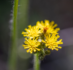 Pilosella novosibirskensis