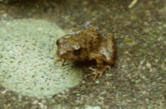 Glandirana rugosa