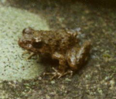 Glandirana rugosa