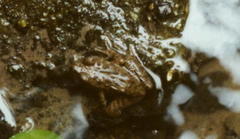 Glandirana rugosa
