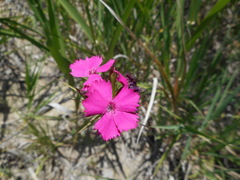 Dianthus balbisii