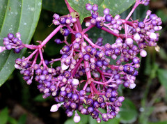 Medinilla pendula