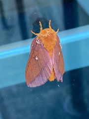 Anisota pellucida