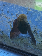 Anisota pellucida