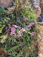 Matthiola fruticulosa
