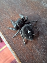 Phidippus audax