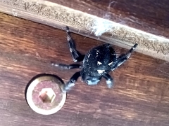 Phidippus audax