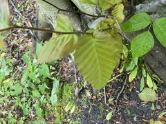 Piperales