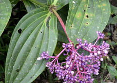 Medinilla pendula