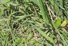 Platycnemis pennipes