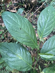 Piper glabrescens