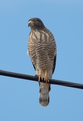 Rupornis magnirostris